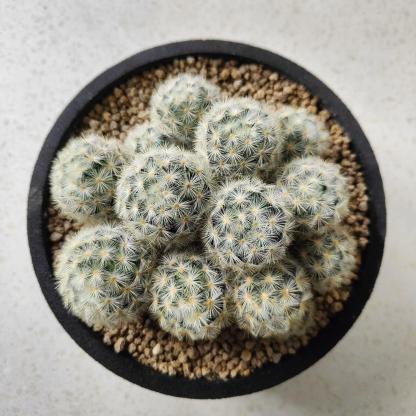 3-8cm Mammillaria carmenae
