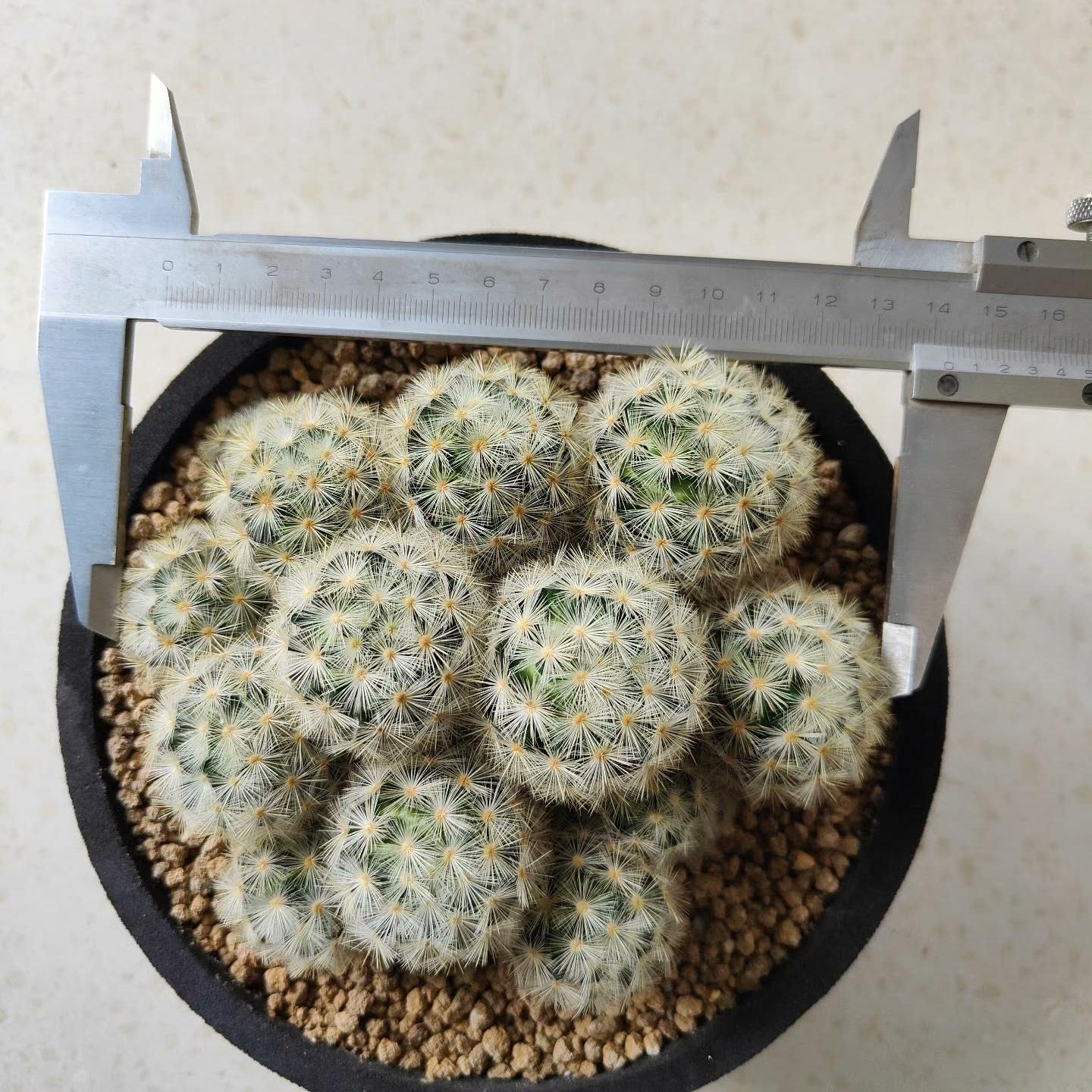 3-8cm Mammillaria carmenae