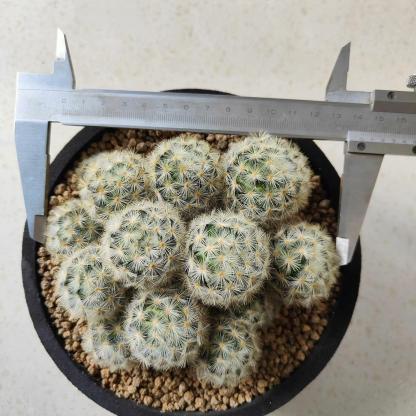 3-8cm Mammillaria carmenae