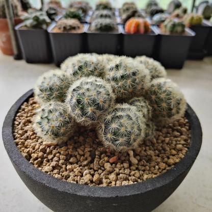 3-8cm Mammillaria carmenae