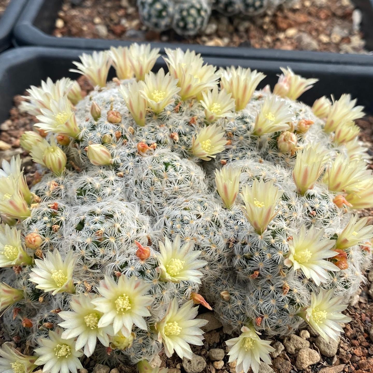6-8cm Mammillaria duwei