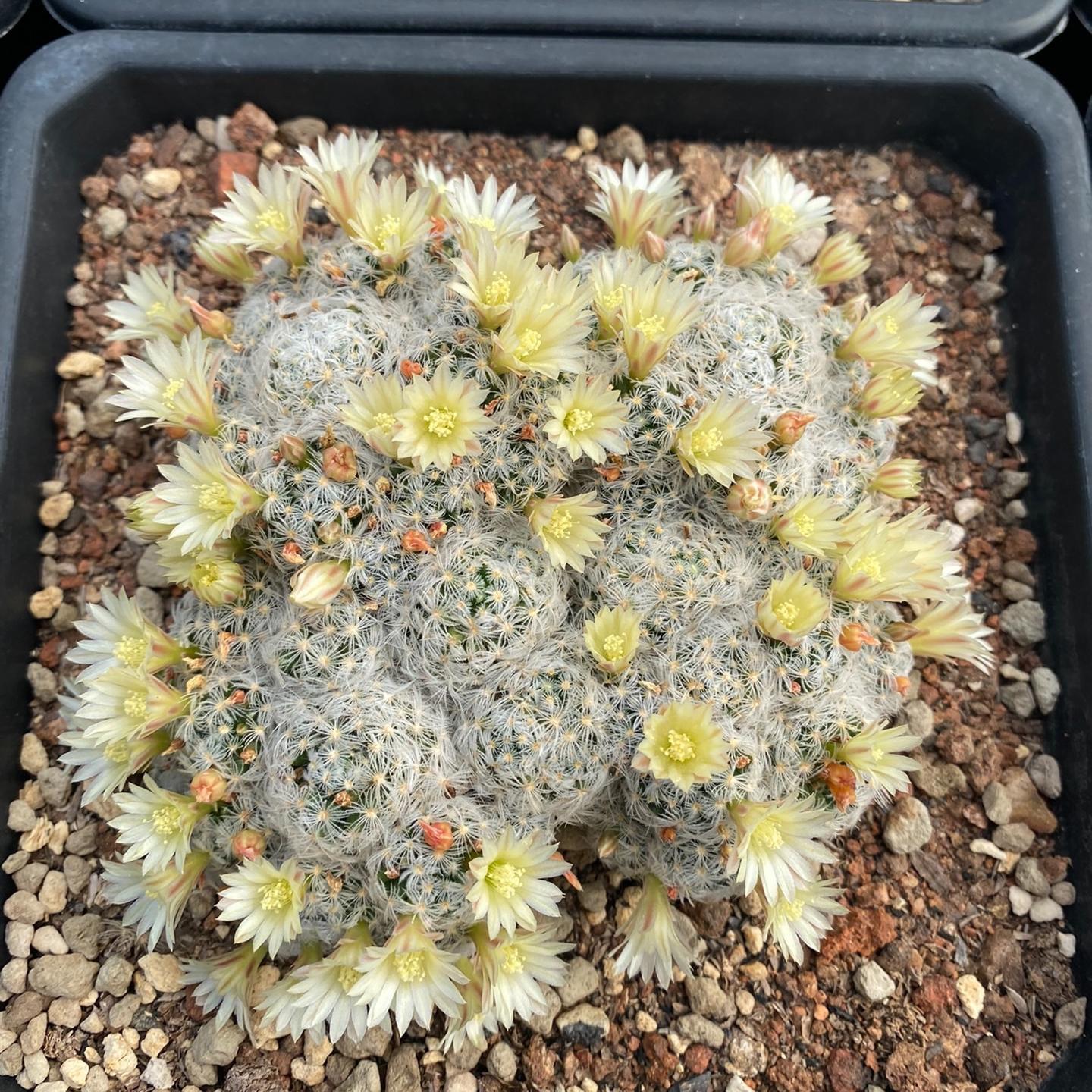 3-8cm Mammillaria carmenae