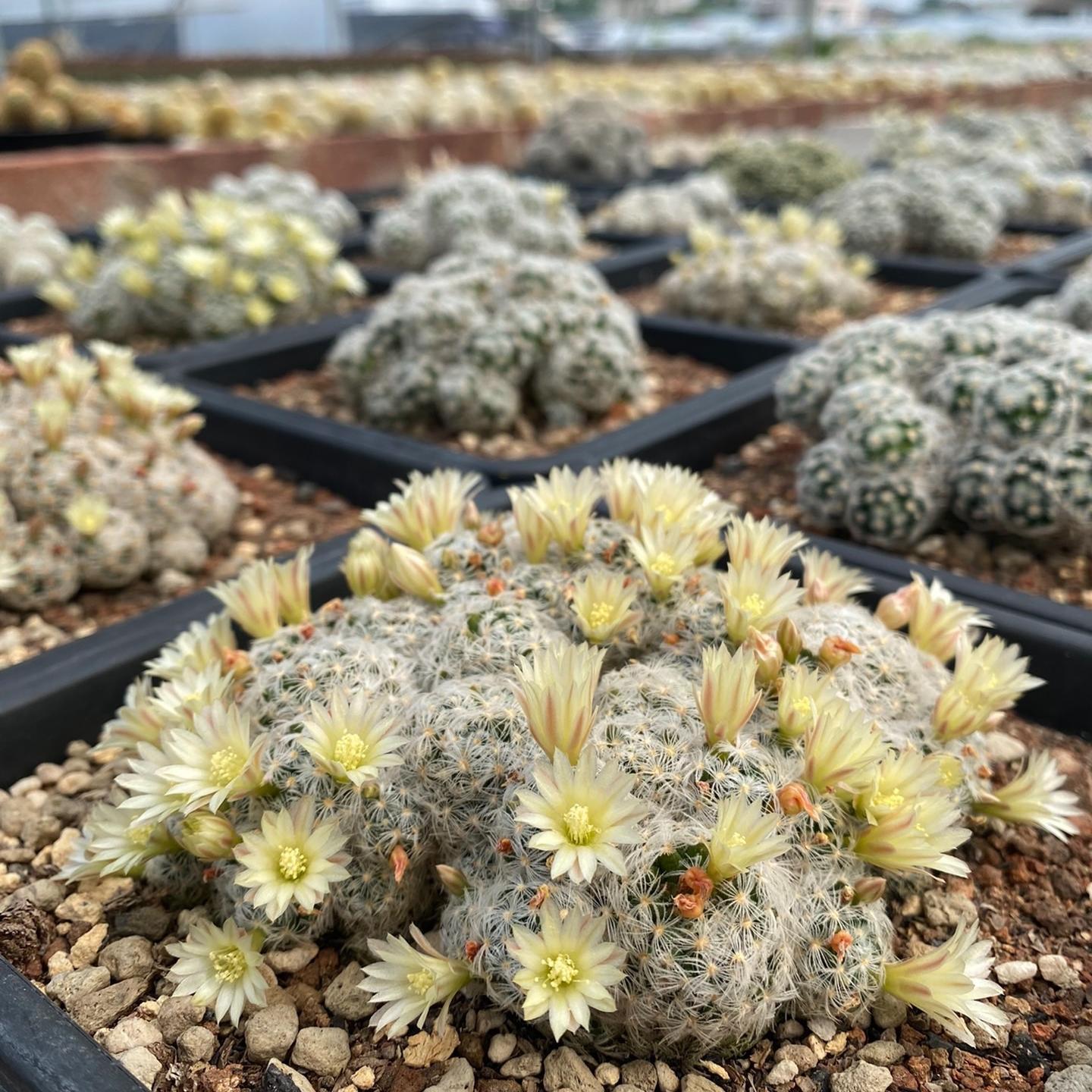 3-8cm Mammillaria carmenae