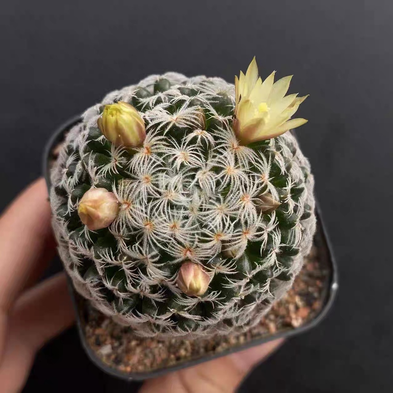 3-8cm Mammillaria duwei
