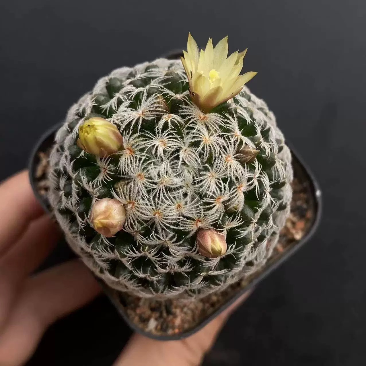 3-8cm Mammillaria duwei