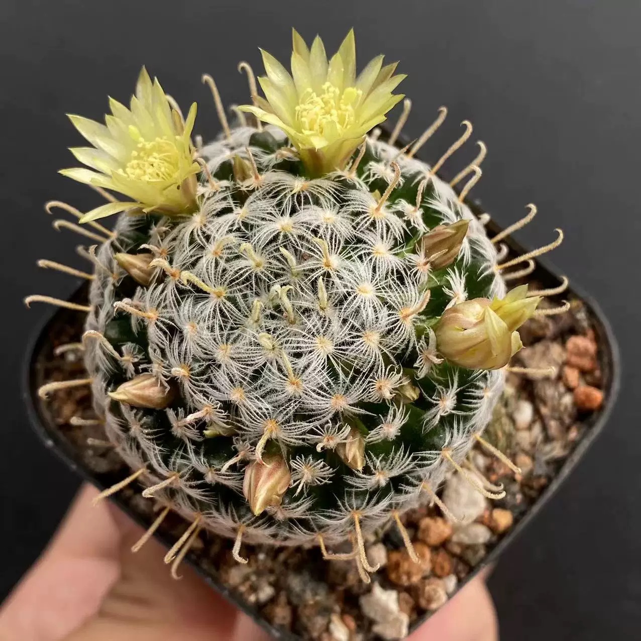 3-8cm Mammillaria duwei