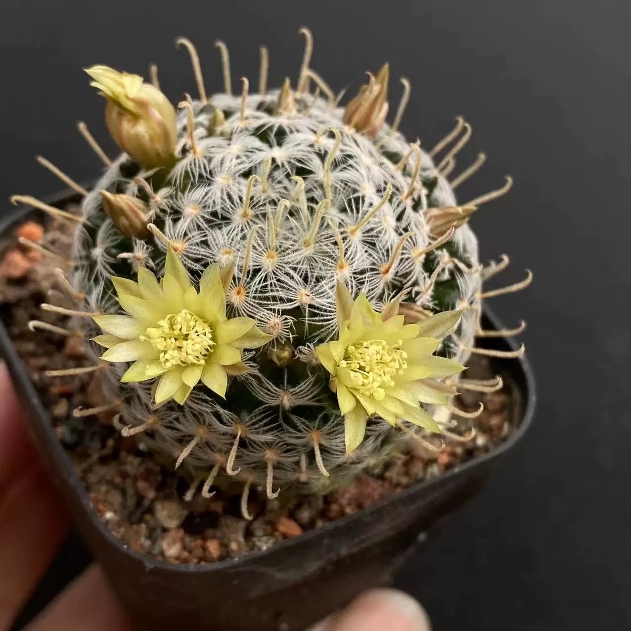 3-8cm Mammillaria duwei