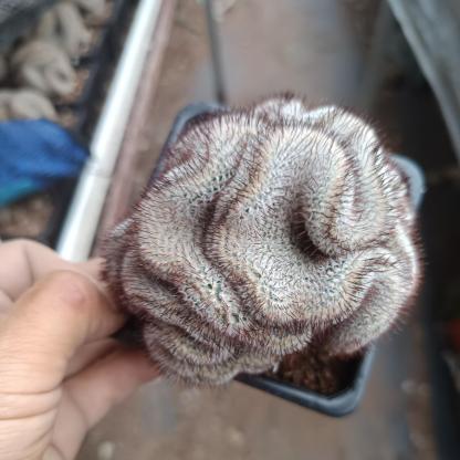 6-8cm Mammillaria perezdelarosae（（variegated）