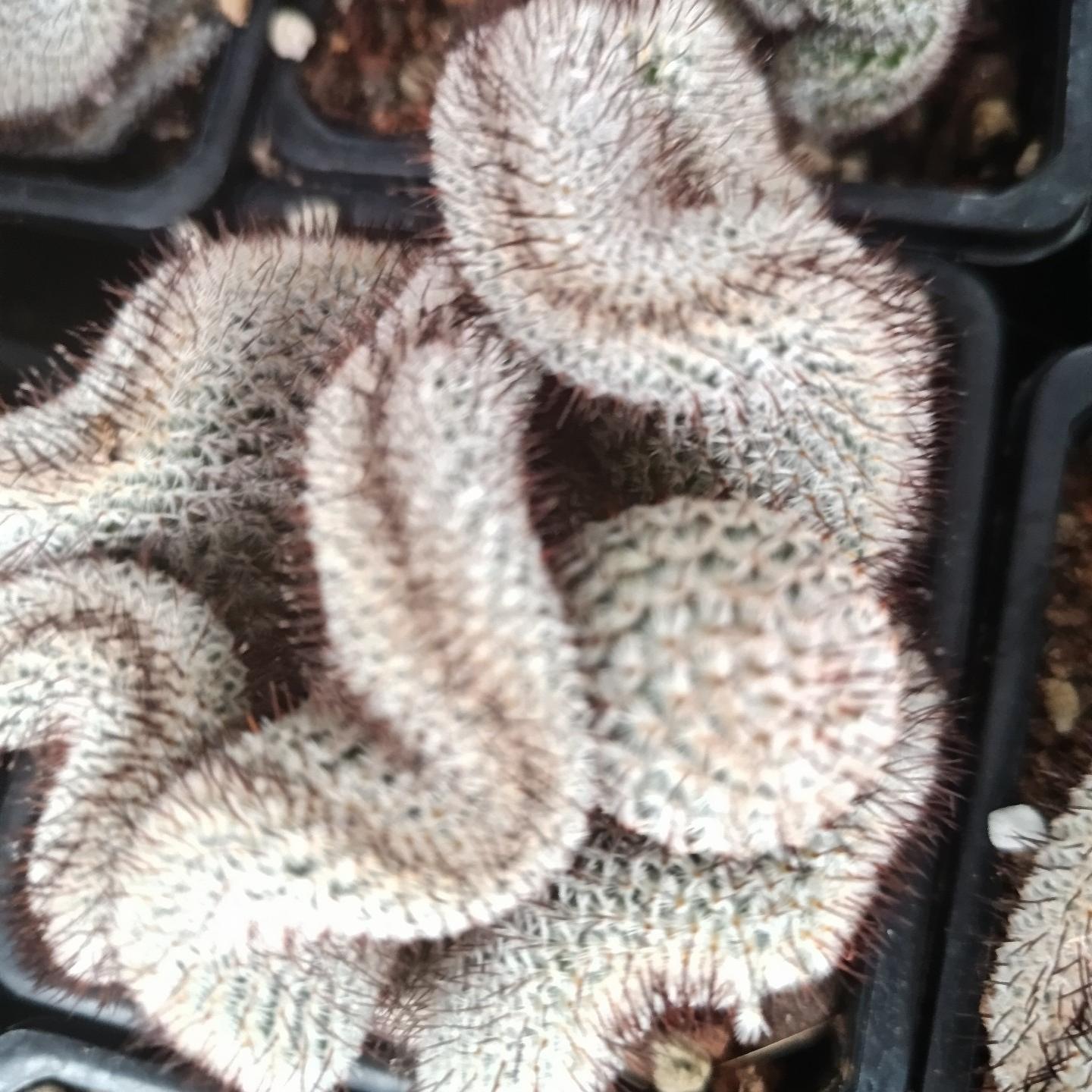 6-8cm Mammillaria perezdelarosae（（variegated）