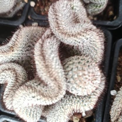 6-8cm Mammillaria perezdelarosae（（variegated）