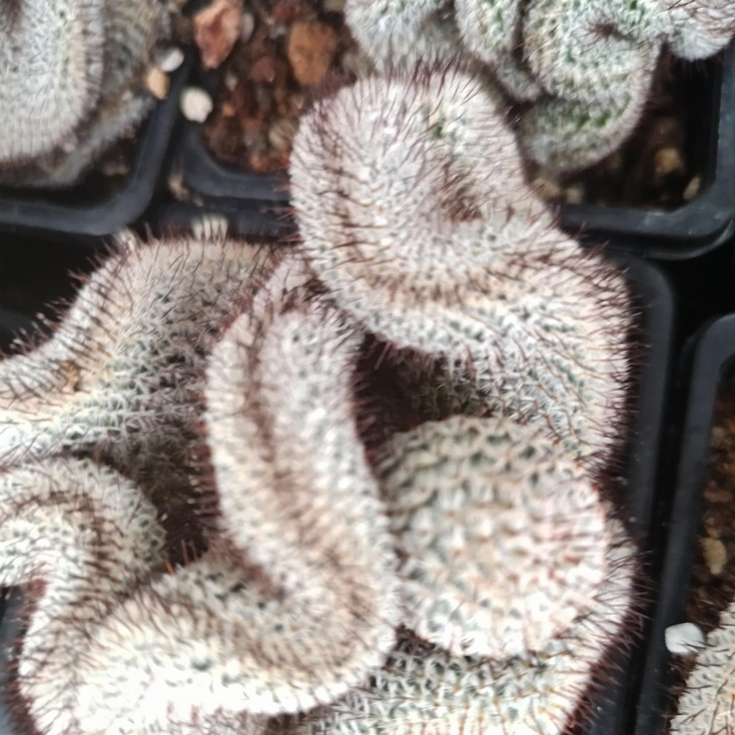 6-8cm Mammillaria perezdelarosae（（variegated）
