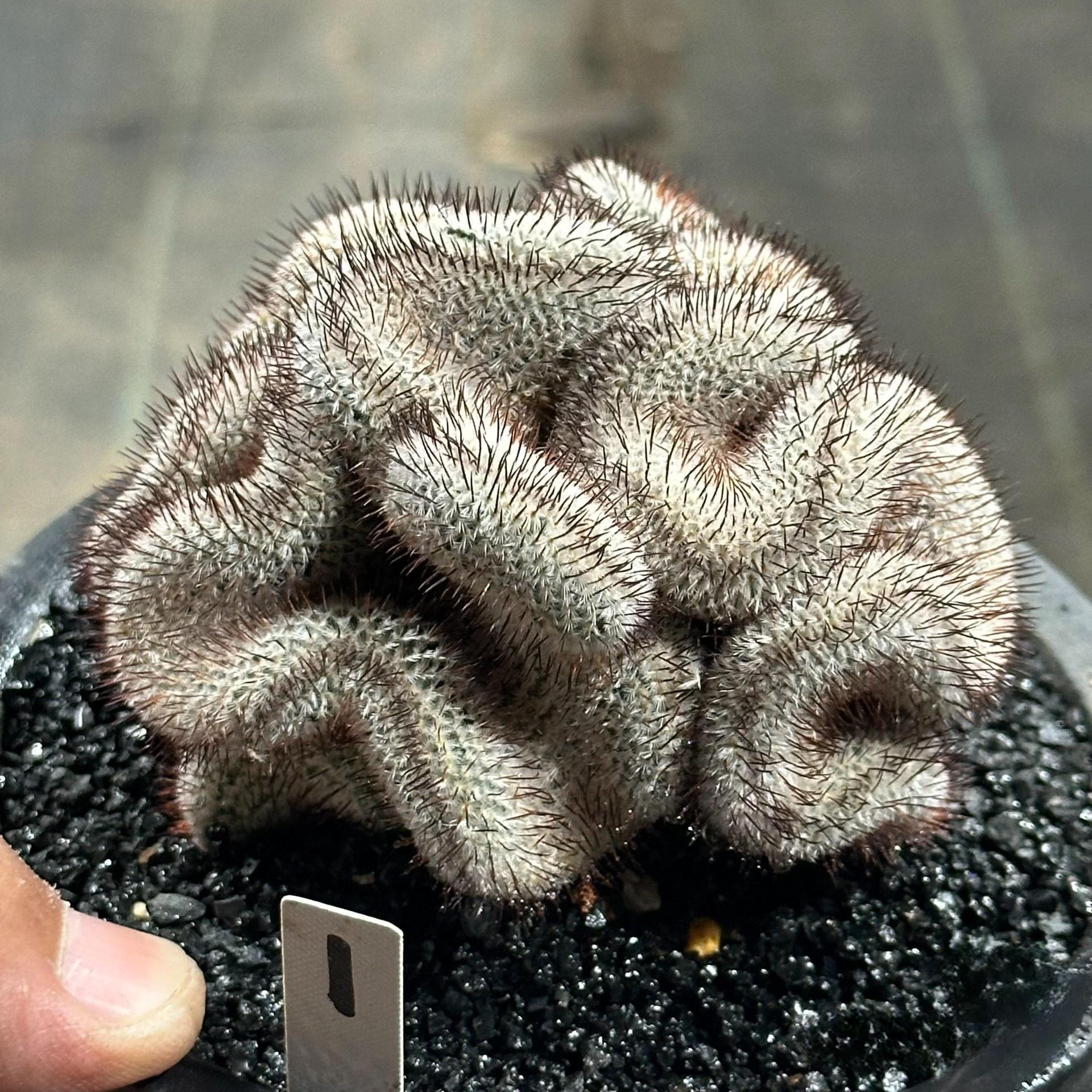 6-8cm Mammillaria perezdelarosae（（variegated）