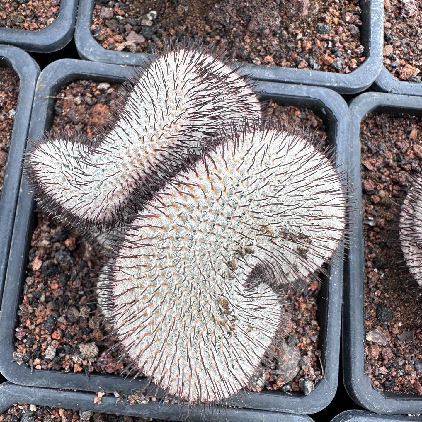 6-8cm Mammillaria perezdelarosae（（variegated）