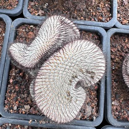 6-8cm Mammillaria perezdelarosae（（variegated）