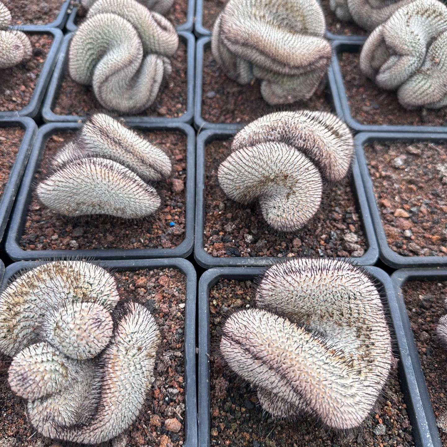 6-8cm Mammillaria perezdelarosae（（variegated）