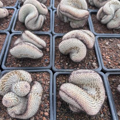6-8cm Mammillaria perezdelarosae（（variegated）