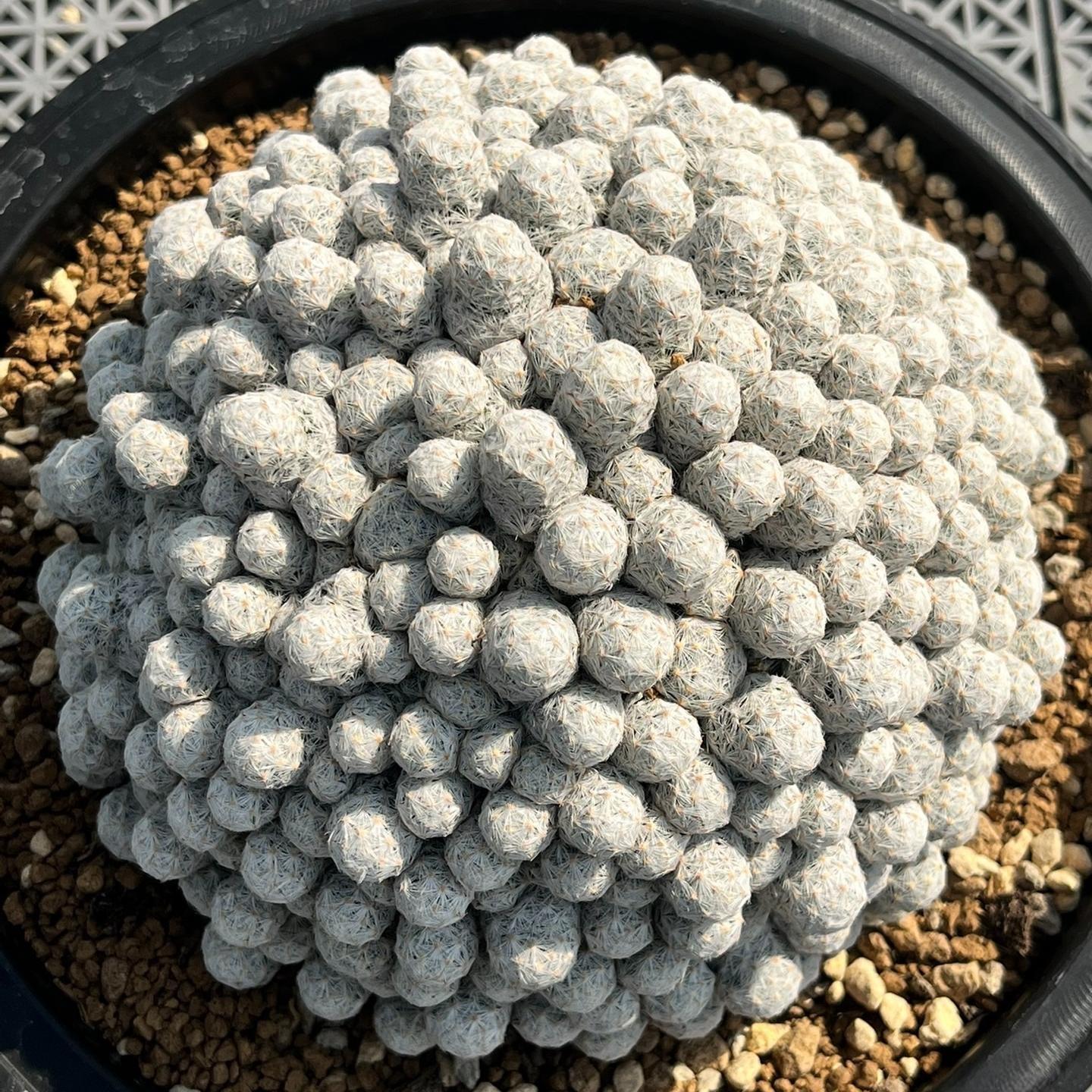 5-15cm Mammillaria humboldtii