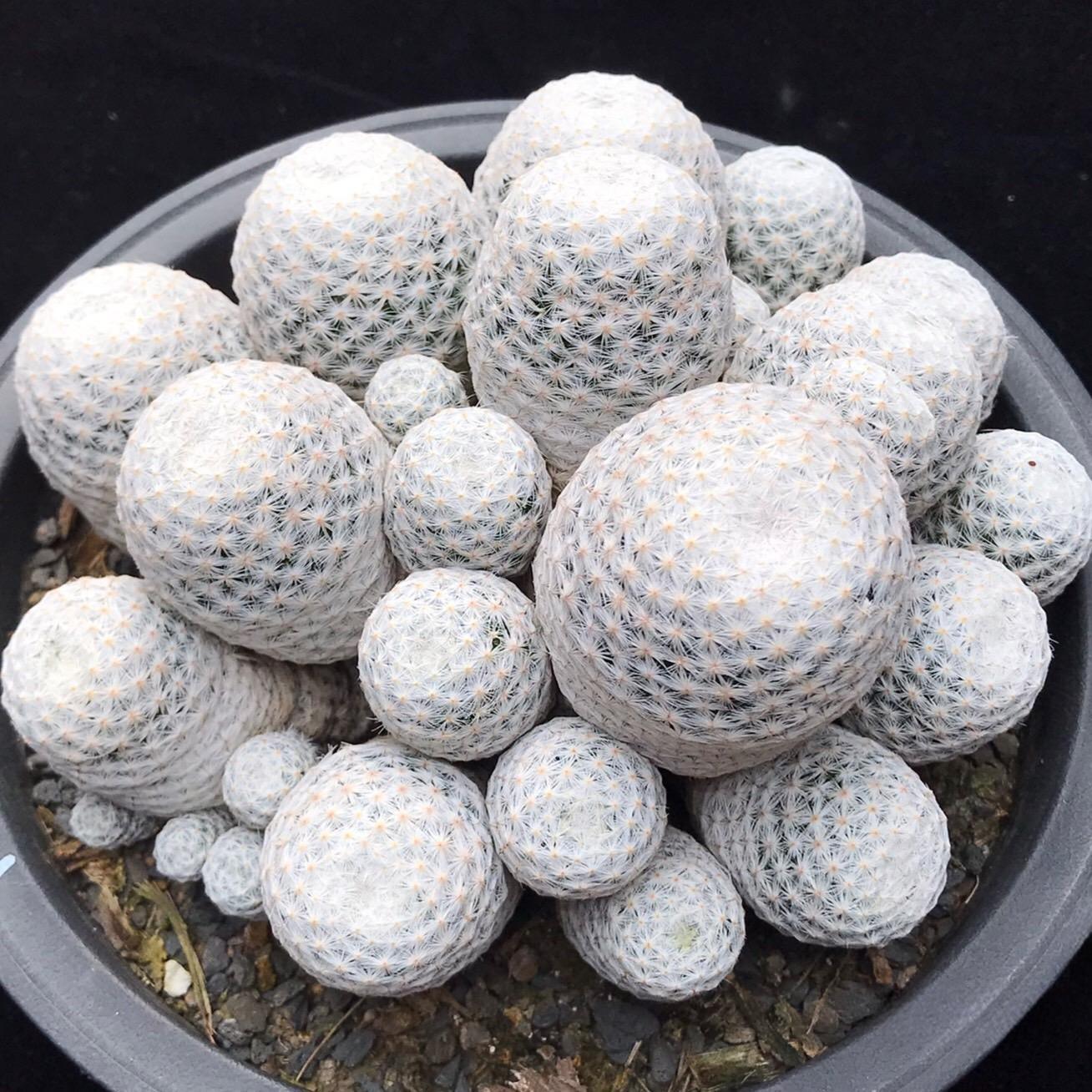 5-7cmMammillaria herrerae （Multi-headed）