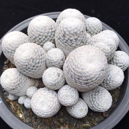5-7cmMammillaria herrerae （Multi-headed）