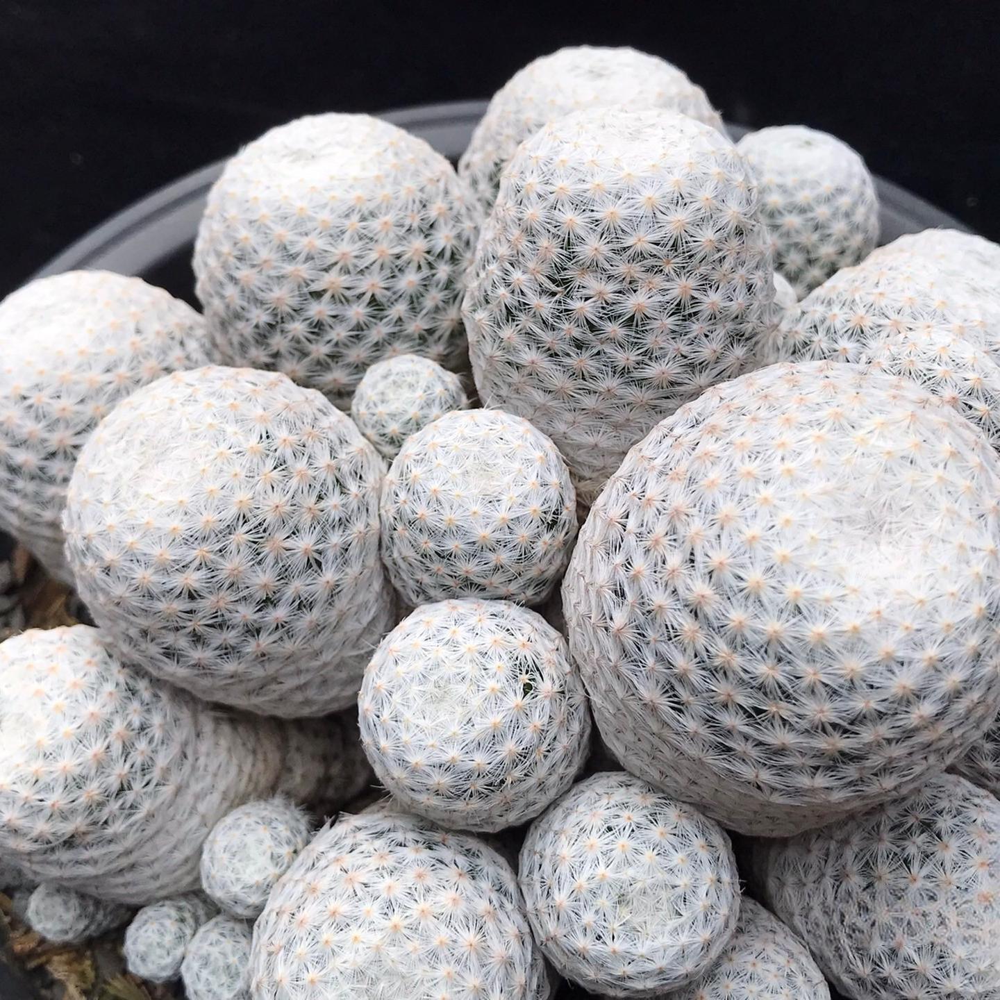 5-7cmMammillaria herrerae （Multi-headed）