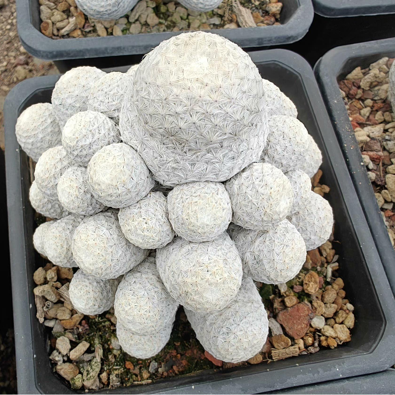 5-7cmMammillaria herrerae （Multi-headed）