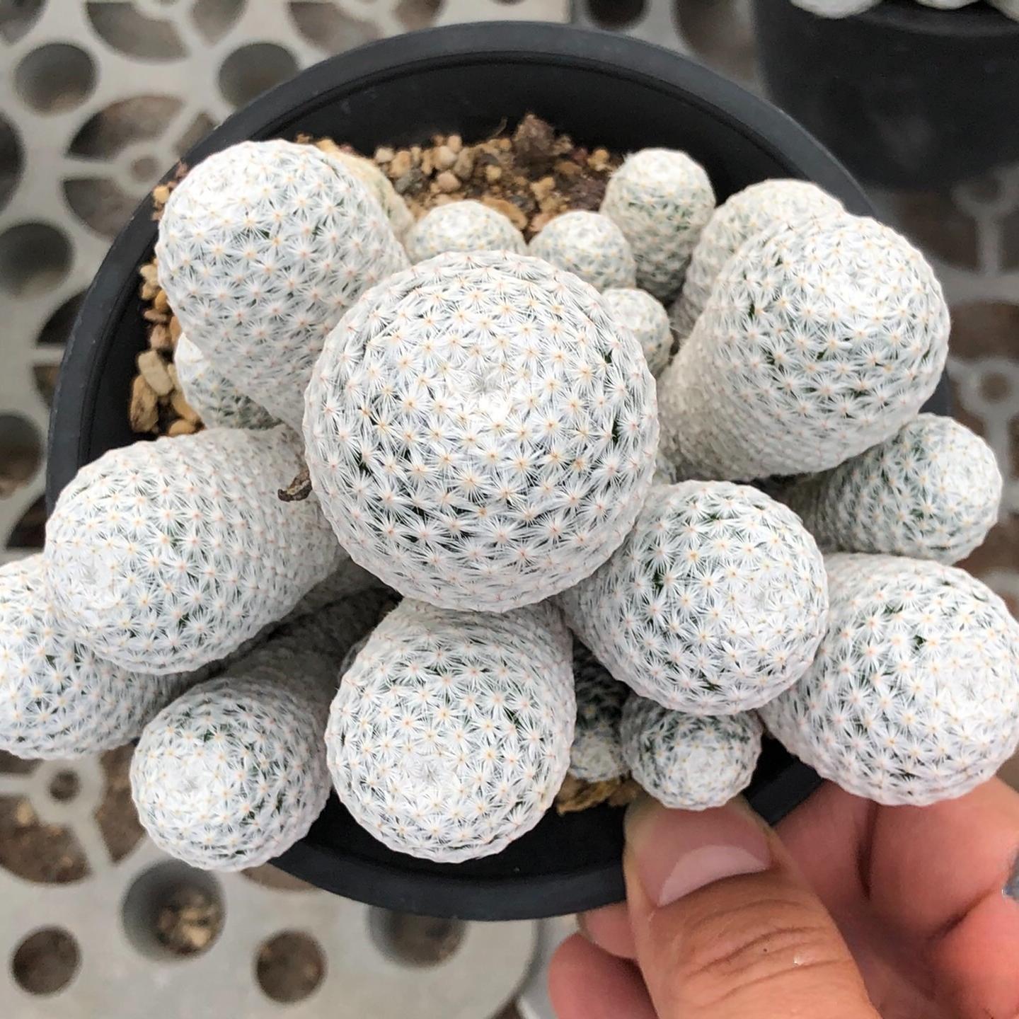 5-7cmMammillaria herrerae （Multi-headed）