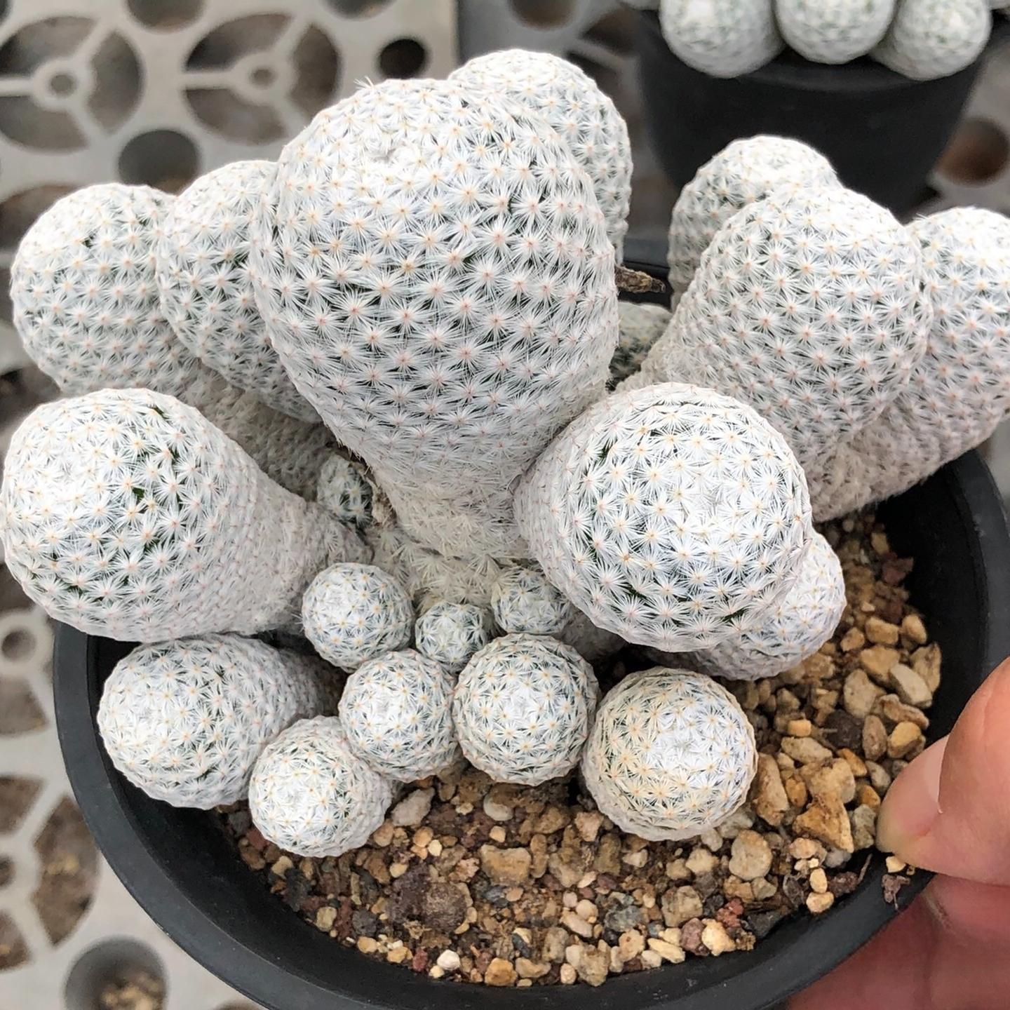 5-7cmMammillaria herrerae （Multi-headed）