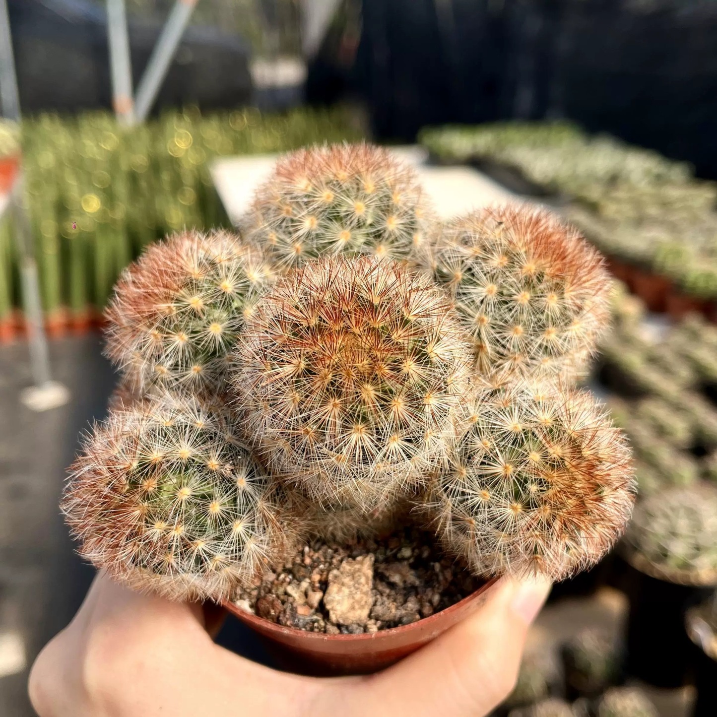 3-8cm Mammillaria carmenae