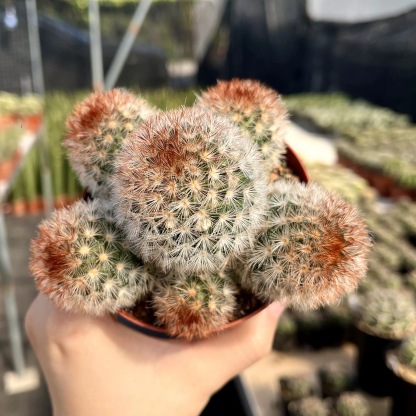 3-8cm Mammillaria carmenae