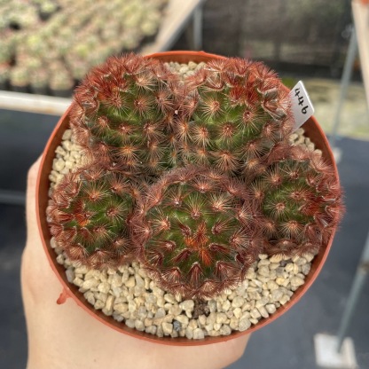3-8cm Mammillaria carmenae