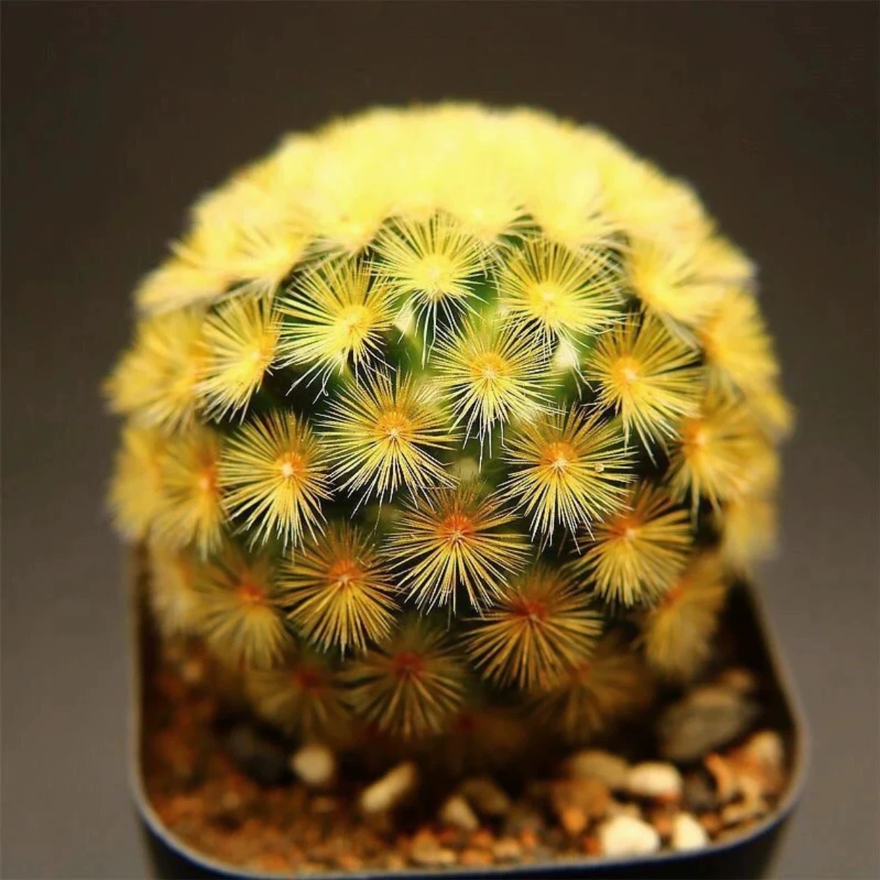 3-8cm Mammillaria carmenae