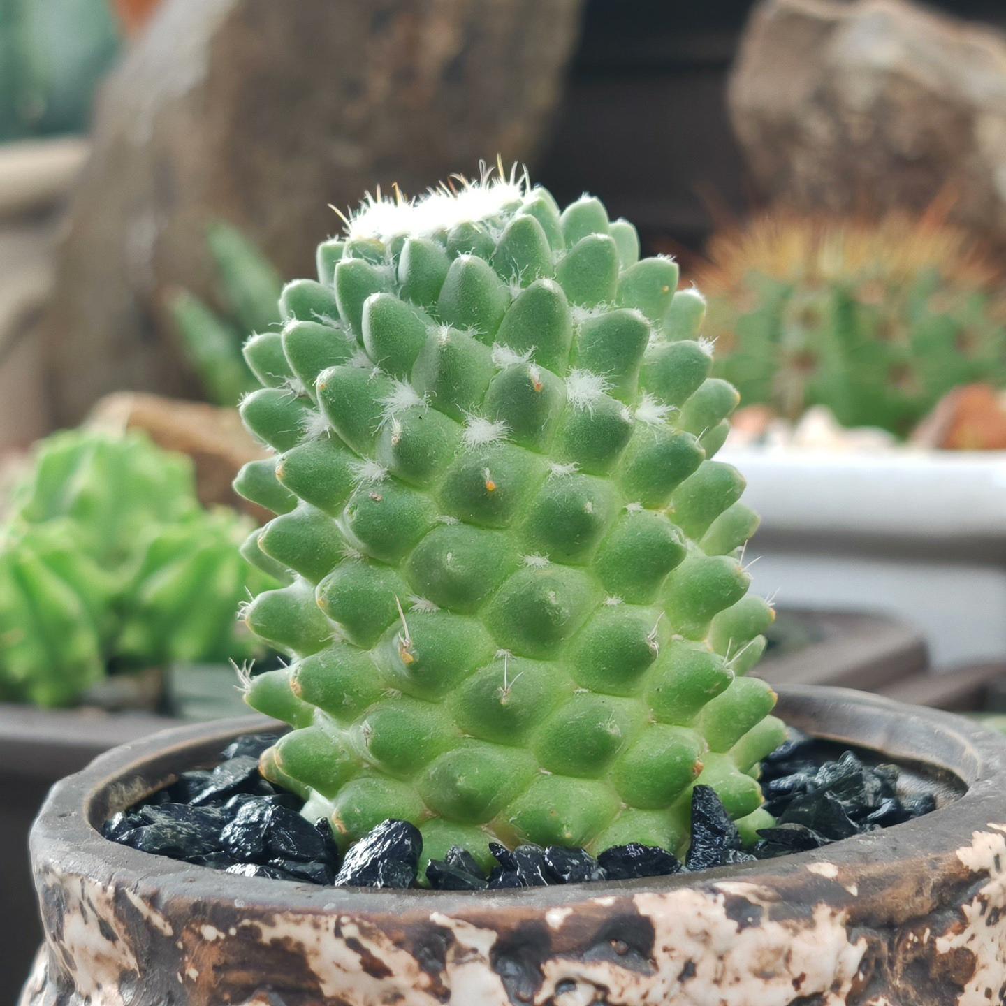 3-7cm mammillaria polythele
