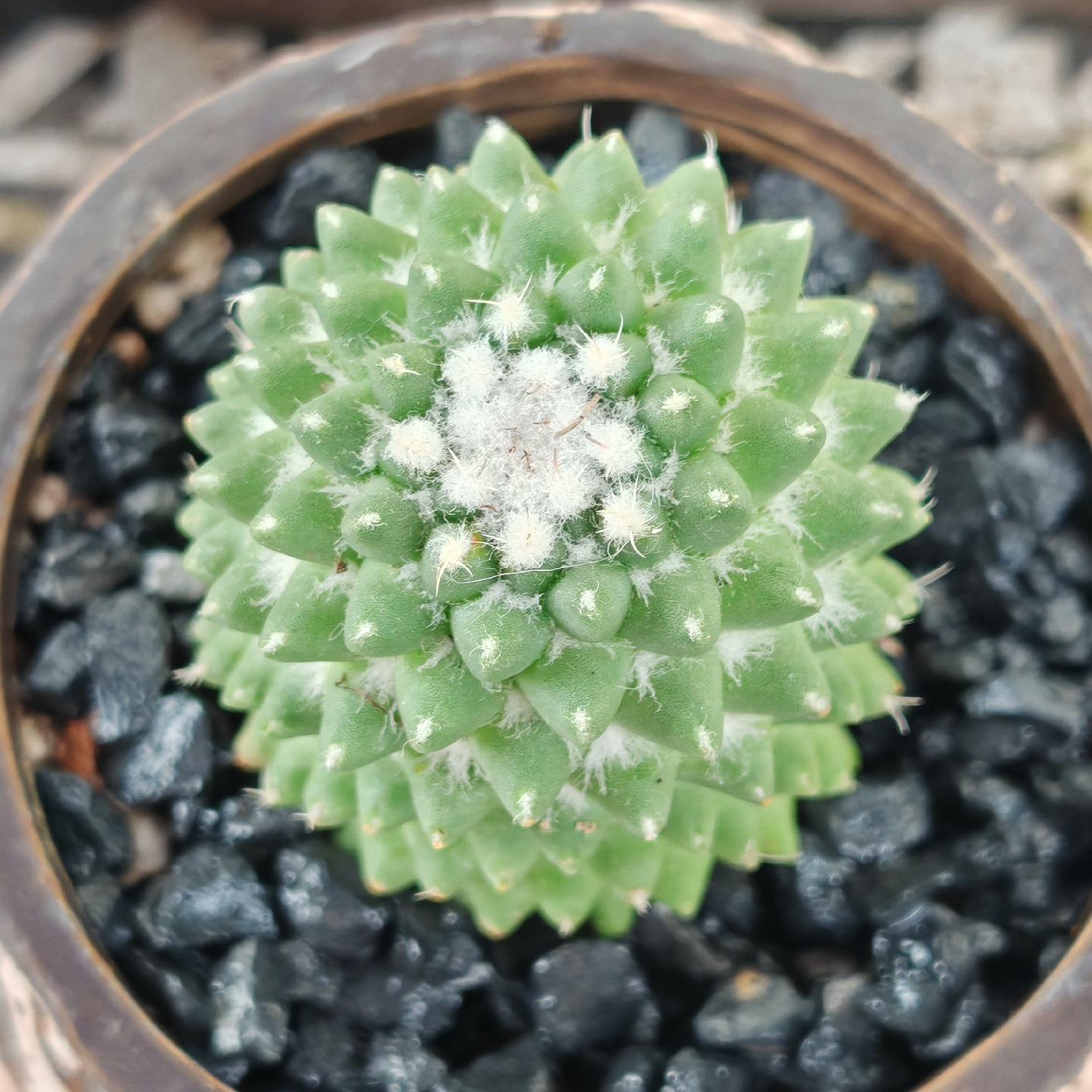 3-4cm mammillaria polythele（single head）
