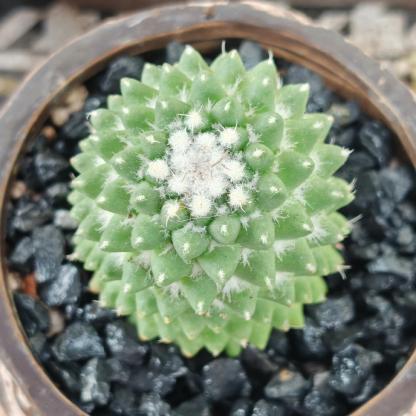 3-4cm mammillaria polythele（single head）
