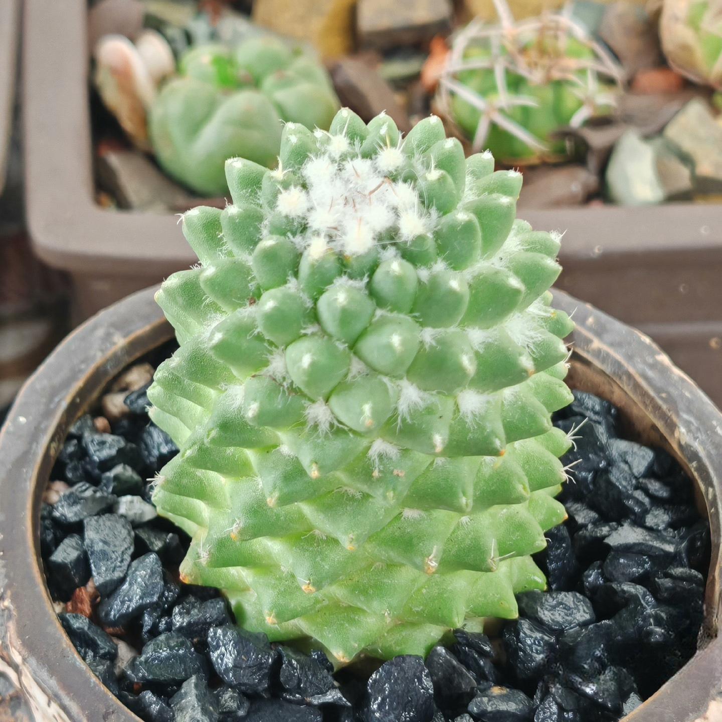 3-4cm mammillaria polythele（single head）