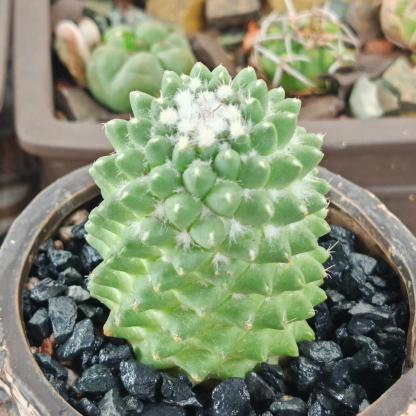 3-4cm mammillaria polythele（single head）