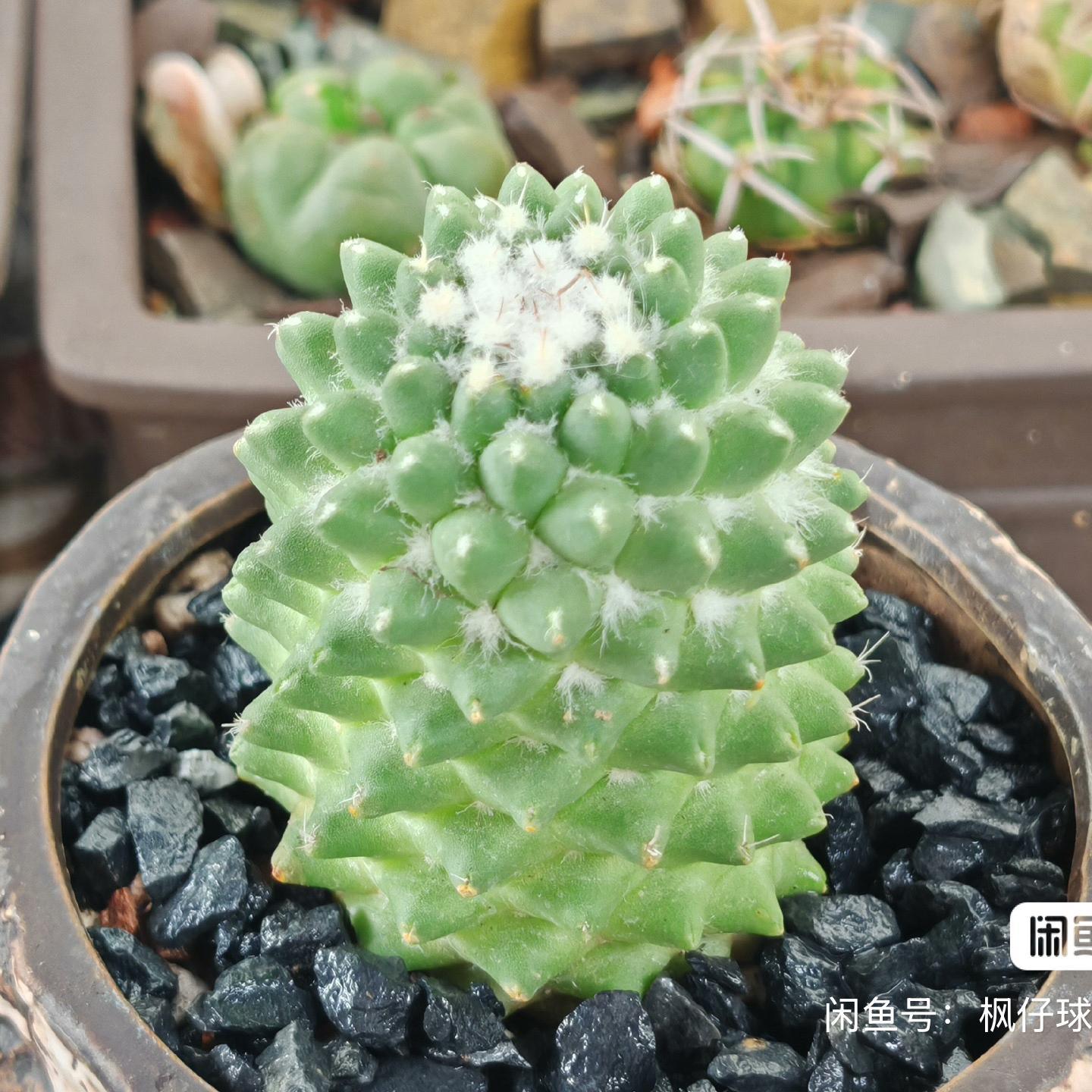 3-7cm mammillaria polythele