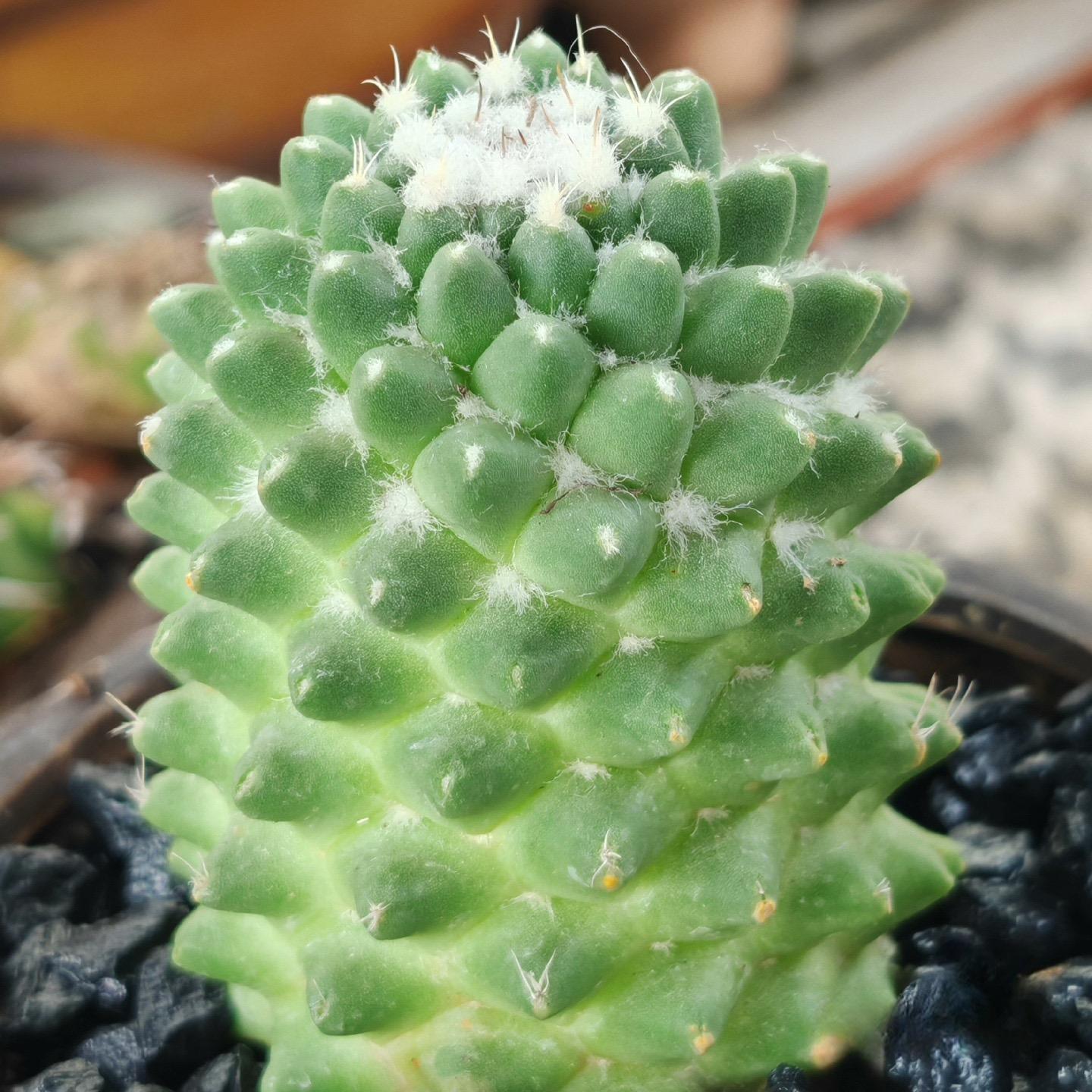 3-7cm mammillaria polythele