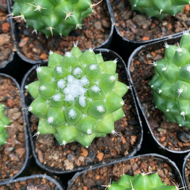 3-4cm mammillaria polythele（single head）