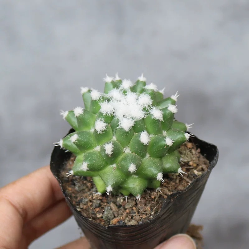 3-4cm mammillaria polythele（single head）
