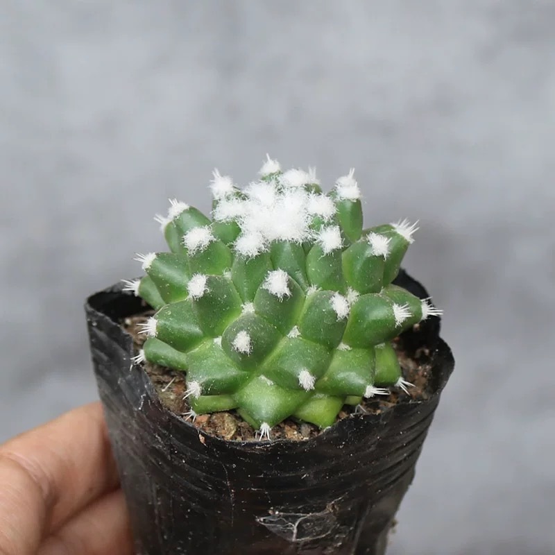 3-4cm mammillaria polythele（single head）