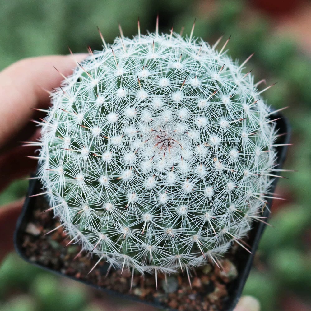 3-4cm Mammillaria hahniana 