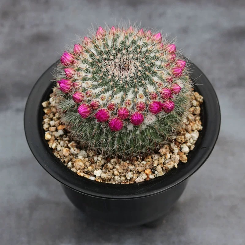 3-4cm Mammillaria hahniana 