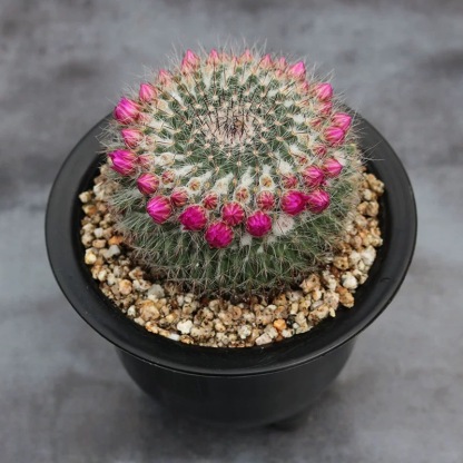 3-4cm Mammillaria hahniana 