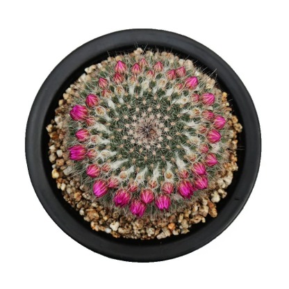 3-4cm Mammillaria hahniana 