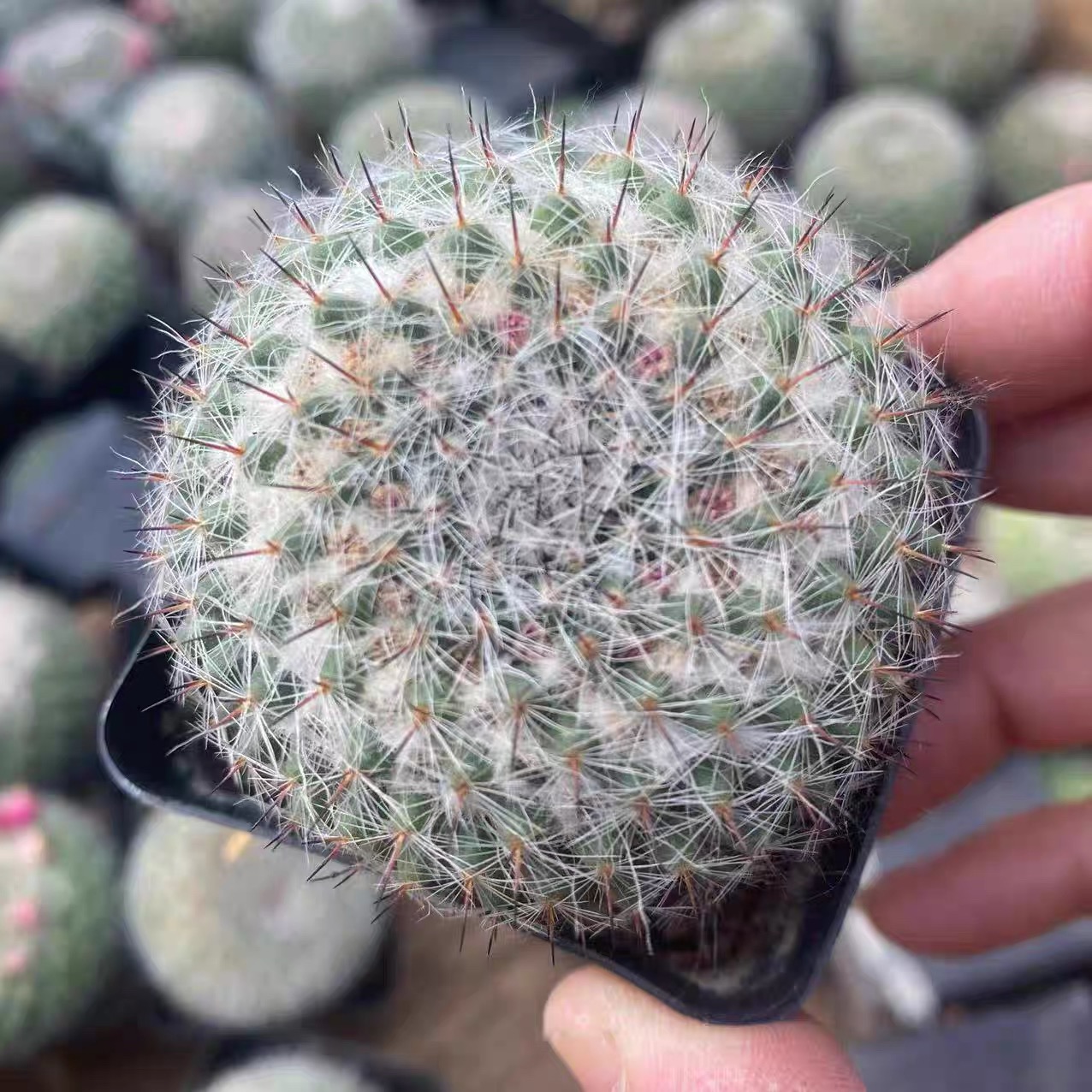 3-4cm Mammillaria hahniana 