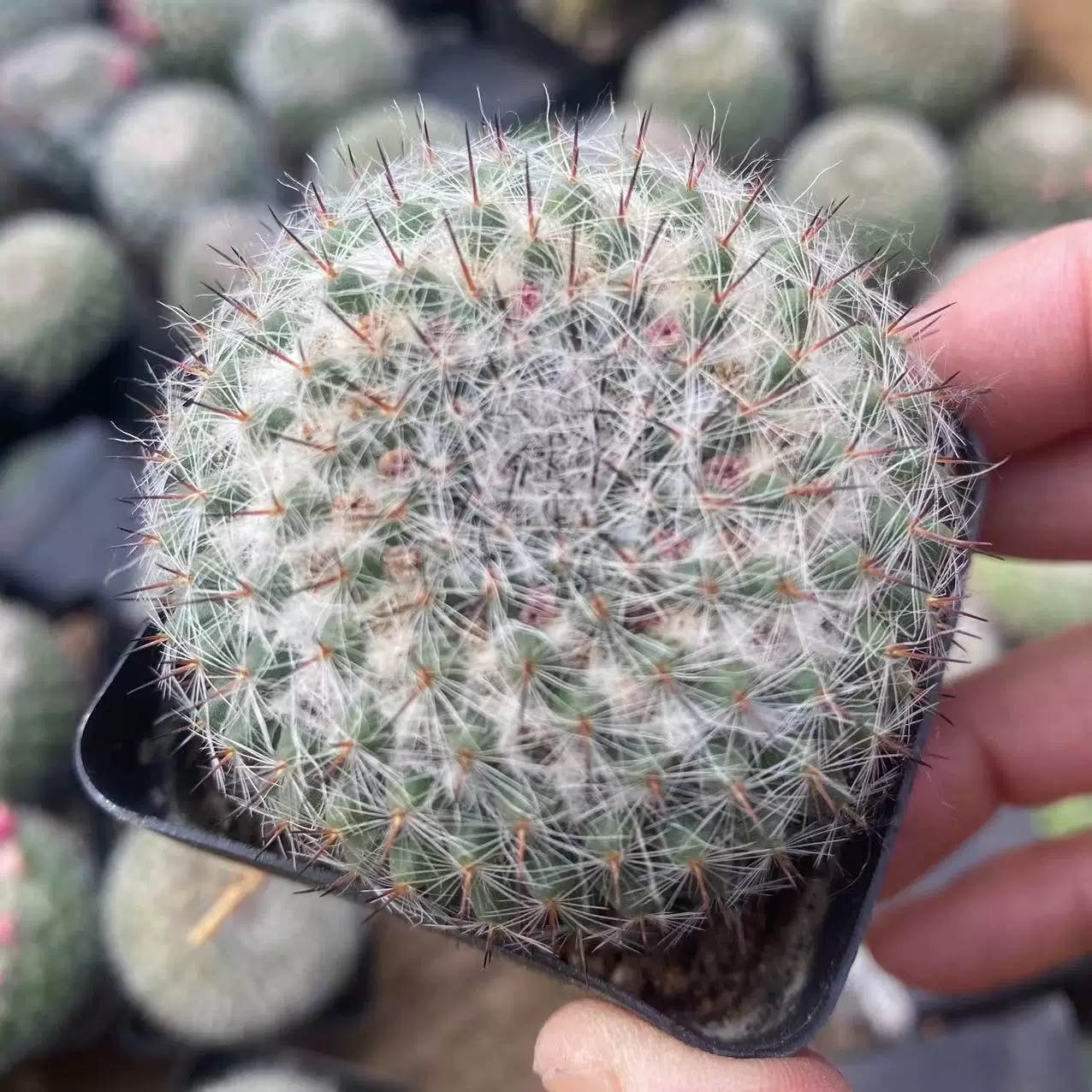 3-4cm Mammillaria hahniana 
