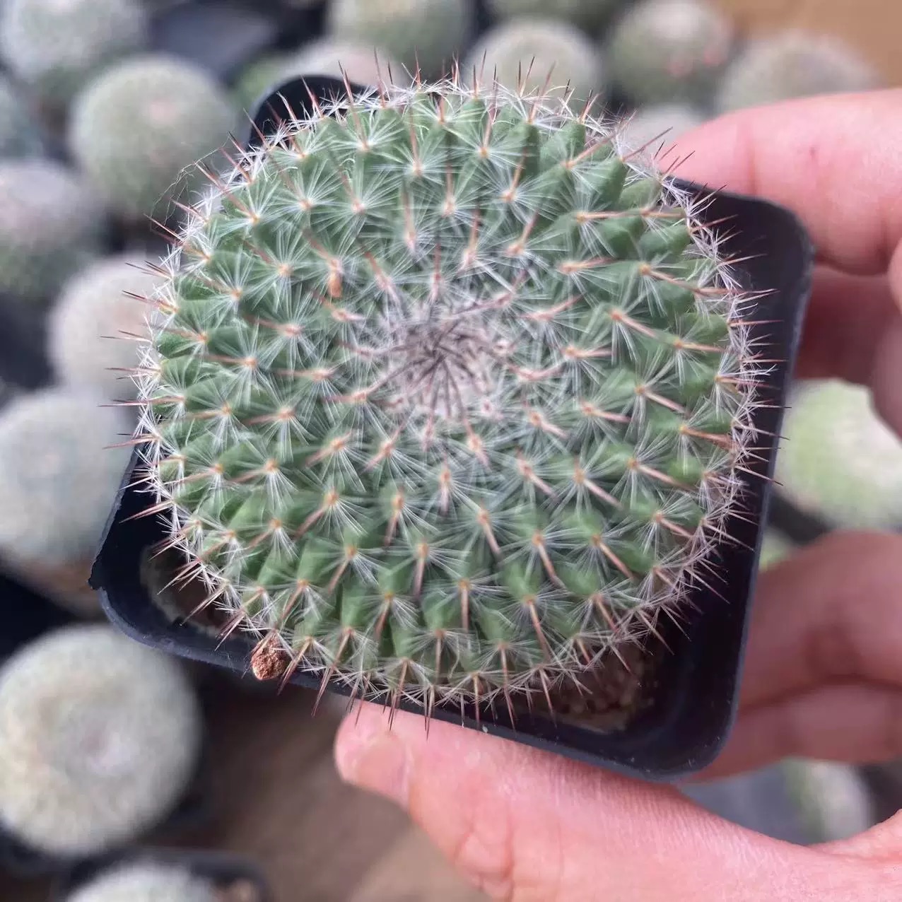 3-4cm Mammillaria hahniana 