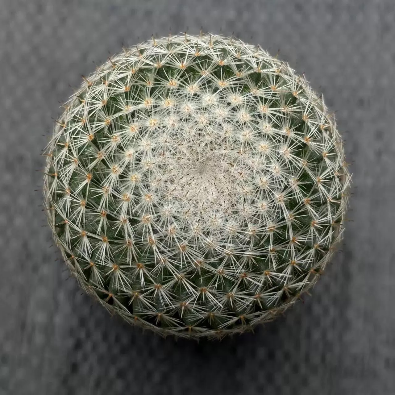 3-4cm mammillaria albilanata