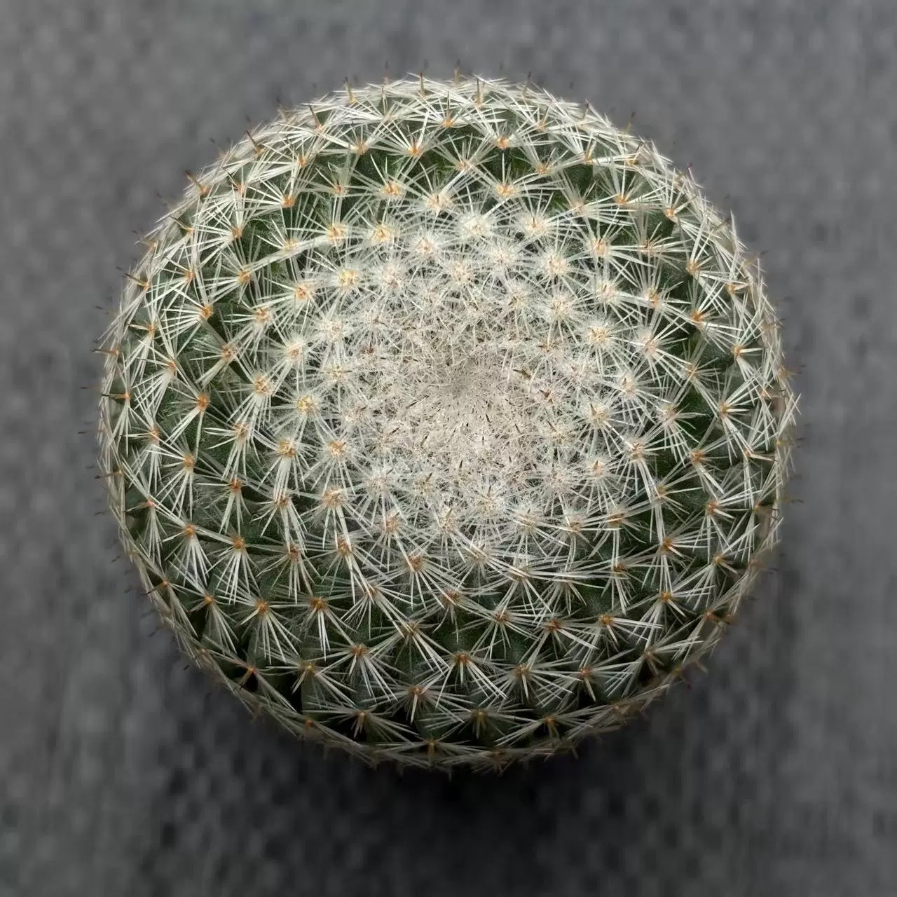 3-4cm mammillaria albilanata